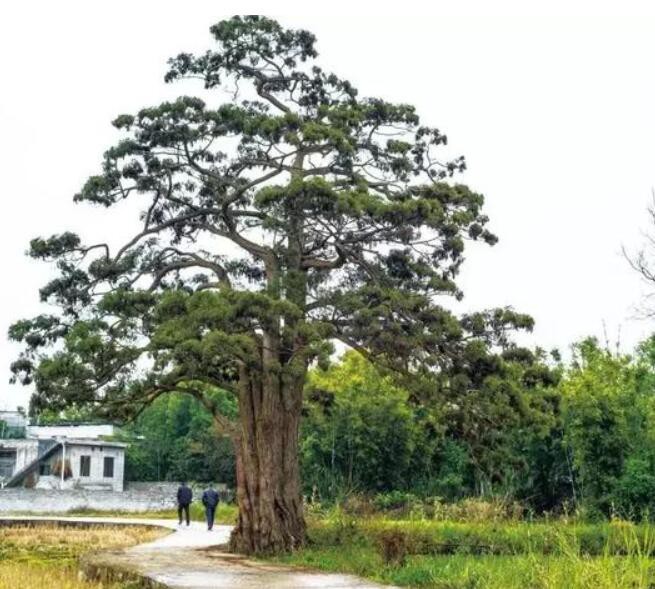 珍貴樹種“錢”景無限，發展請認準這份樹種名錄！