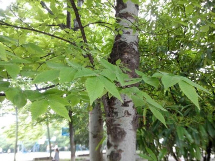 櫸木（大葉櫸）適生區域：陜西、甘肅