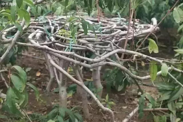 源起：能不能自己種出桌椅？