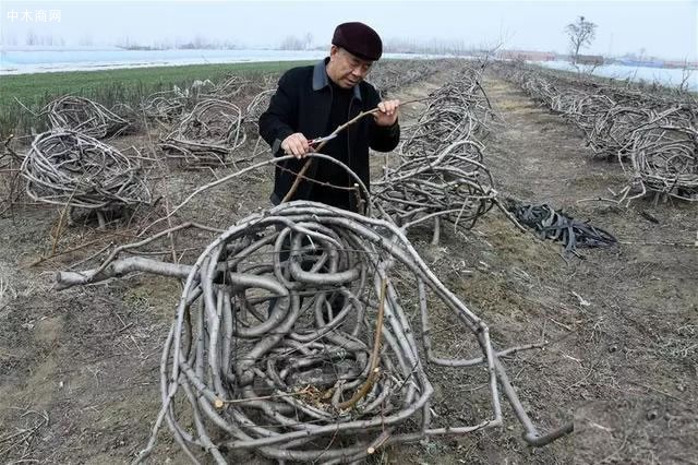 桃樹桌椅