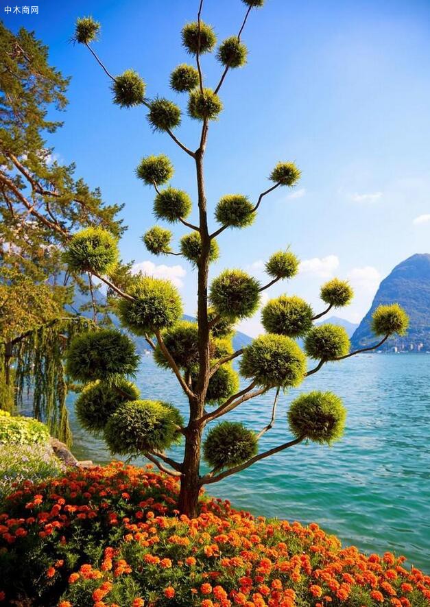 植樹(shù)節(jié)到了 一起遍賞各國(guó)比較美樹(shù)景