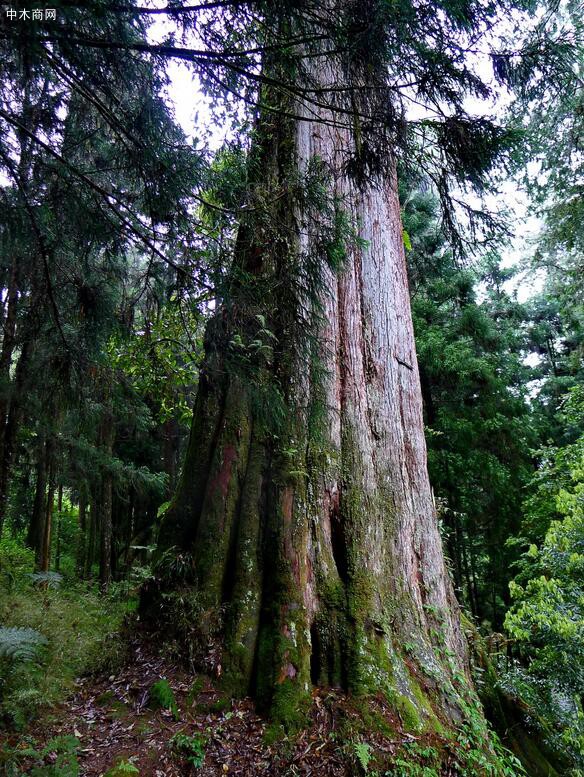 著名的臺(tái)灣“阿里山神木”——紅檜