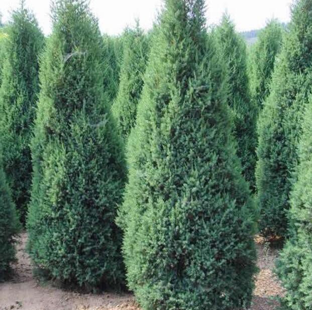 觀賞 植物名稱：圓 柏 （檜、檜柏）