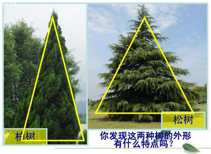 柏樹的外形特征和作用