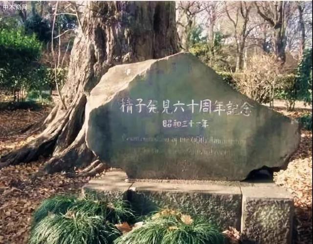 銀杏曾經(jīng)被安身在紅豆杉科
