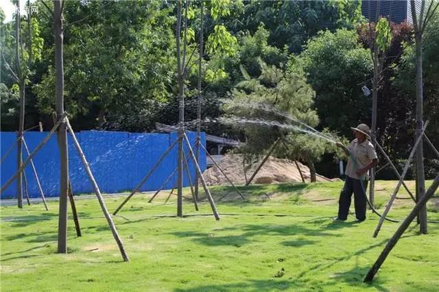 澆水。 澆水次數、間隔天數要根據實際情況來決定