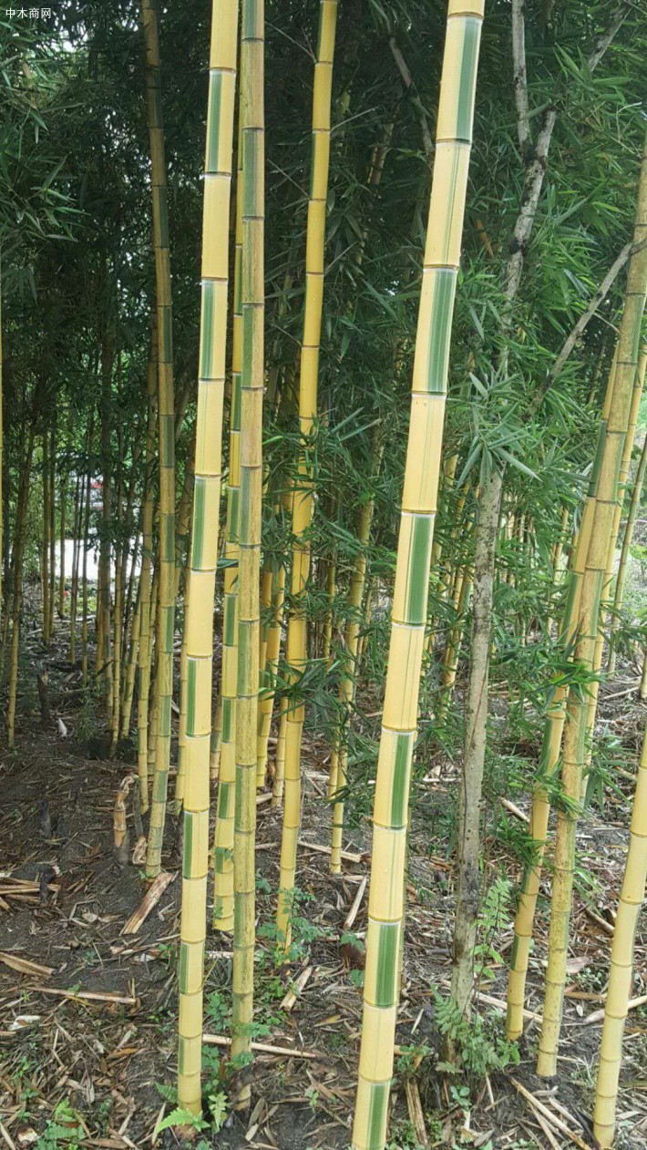 黃金碧玉竹
