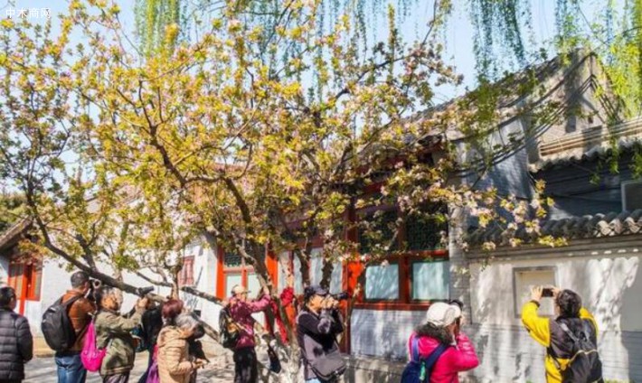 北京元大都遺址公園，海棠初綻，不少市民前來踏青賞景