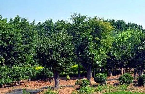 對(duì)錯(cuò)過(guò)銷(xiāo)售期依然沒(méi)有銷(xiāo)售的苗木