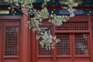 200年京城古老丁香樹 近一個月來這里能看到
