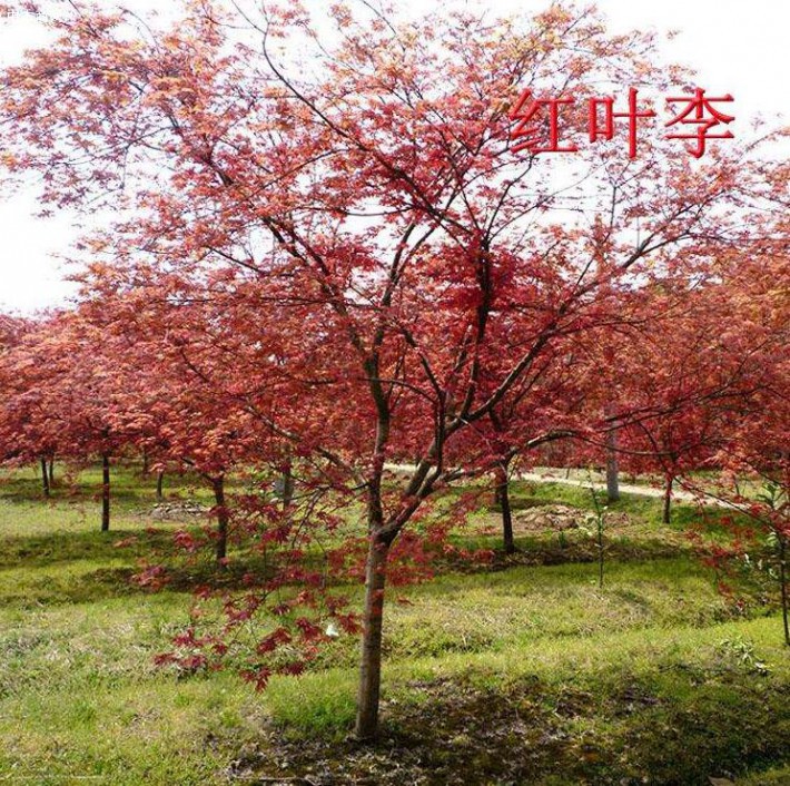 同樣直徑3厘米的紅葉李