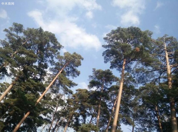 二道白河鎮長白松純林