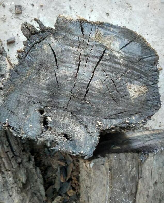 有幸在河道工地撿到一根直徑50厘米粗的烏木