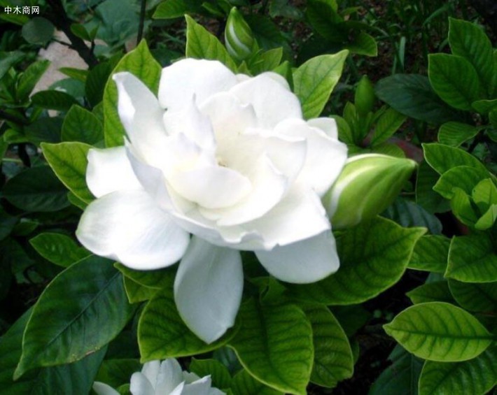 梔子花