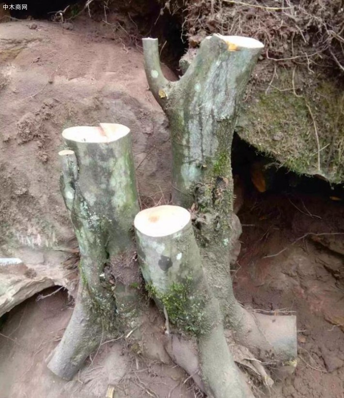 盆景下山樁為什么用河沙促生根