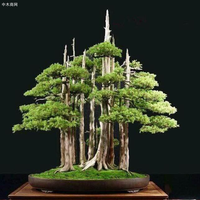 當然植料很多，不一定要使用河沙