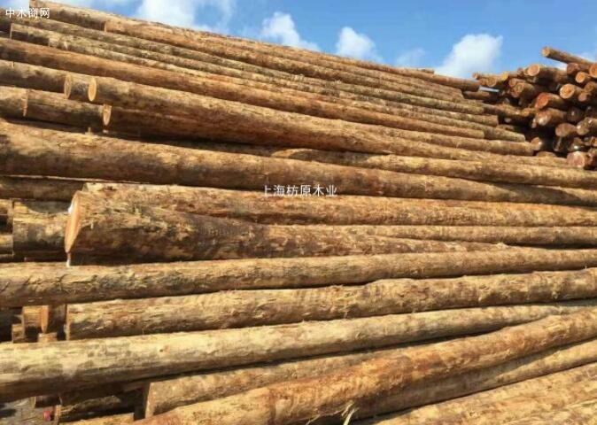 新西蘭周邊港口的原木價格平均下降了7新西蘭元