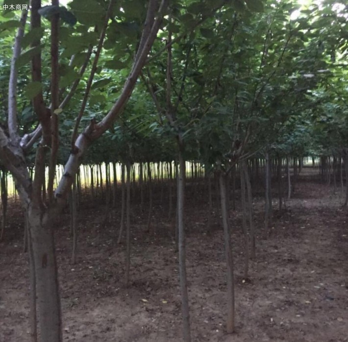 中小苗圃無法一次供應足夠數量的苗