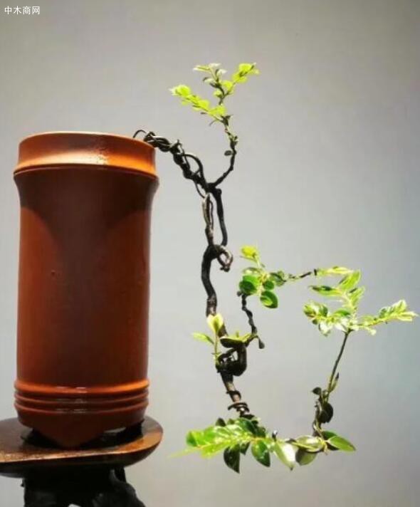 小葉紫檀對水分的要求