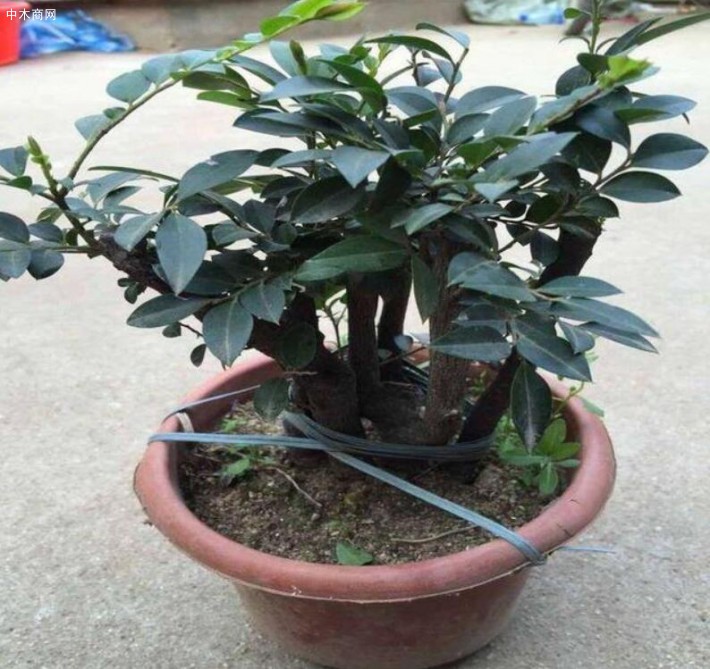 小紫葉檀盆景怎么養護？
