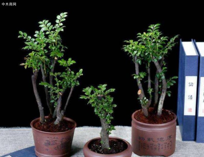 小葉紫檀對溫度的要求