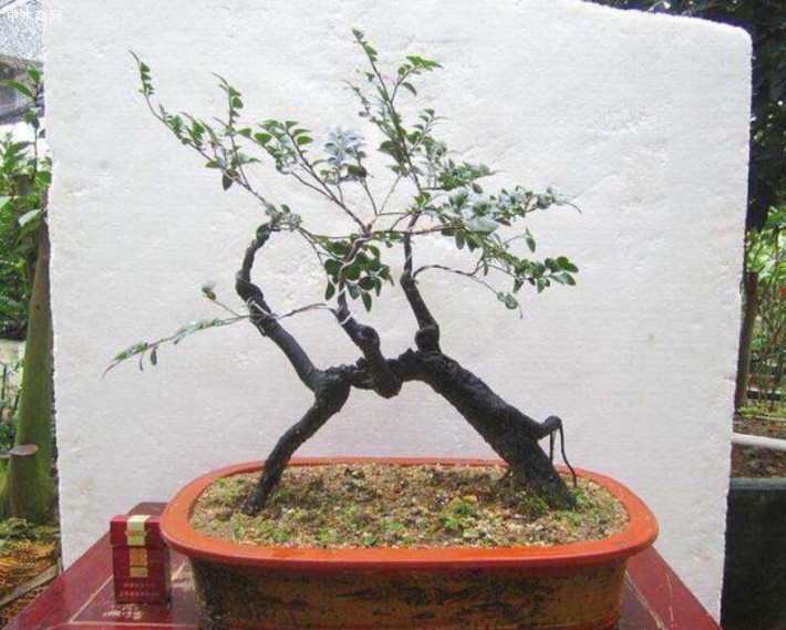 小葉紫檀對土壤的要求