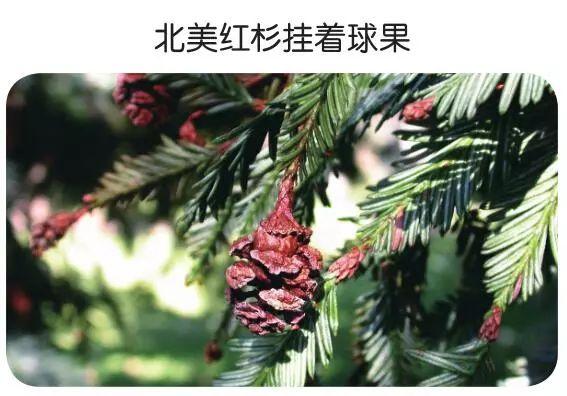 北美紅杉生長緩慢，這種穩定的節奏讓它得以長壽