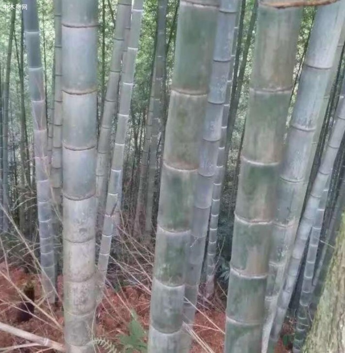 國家林草局專家為婺城竹產業“把脈”