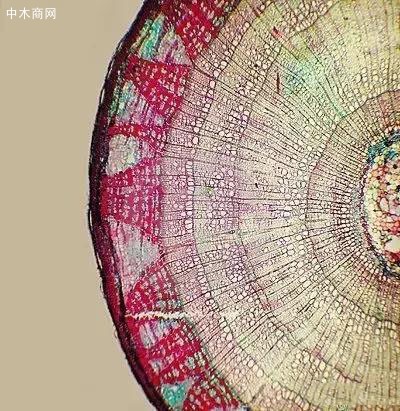 就需要通過顯微鏡去了解木材的結構
