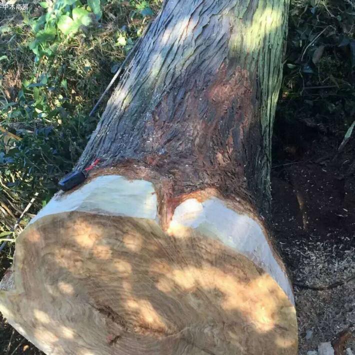 大香杉，貴州高海拔大香杉原木，規格訂制！原產地直供
