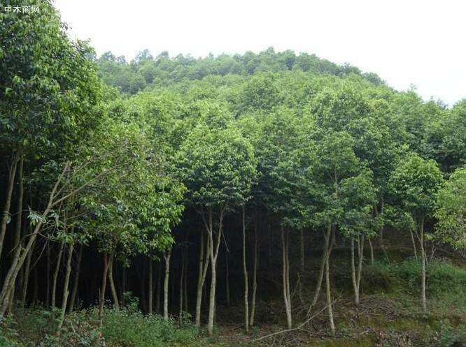 沉香樹(shù)如何防蟲(chóng)？