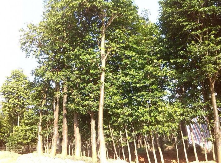 卷葉蟲(chóng)