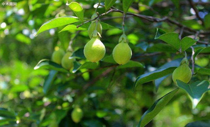 沉香樹(shù)知識(shí)