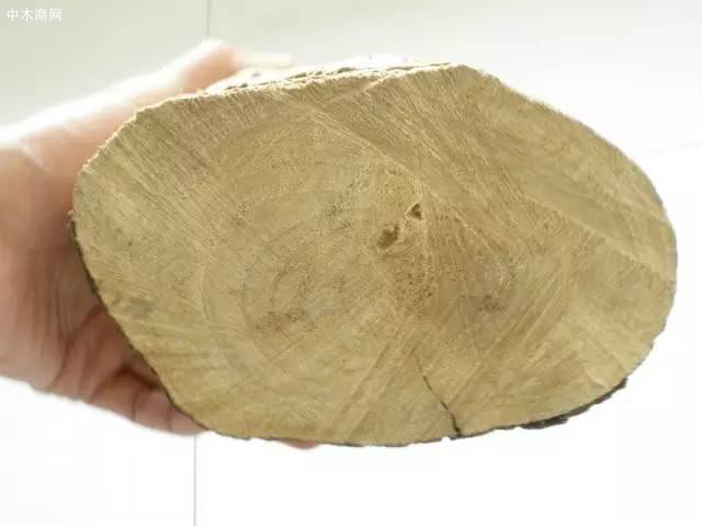 香樟木含有豐富的揮發性油脂