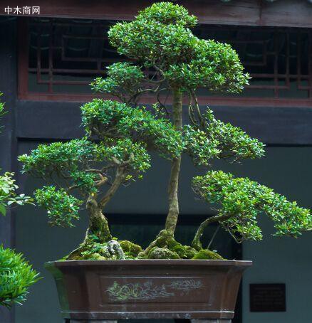 這2種樹“鎮宅”真不錯，養成盆景更值錢，寓意好家人都喜歡