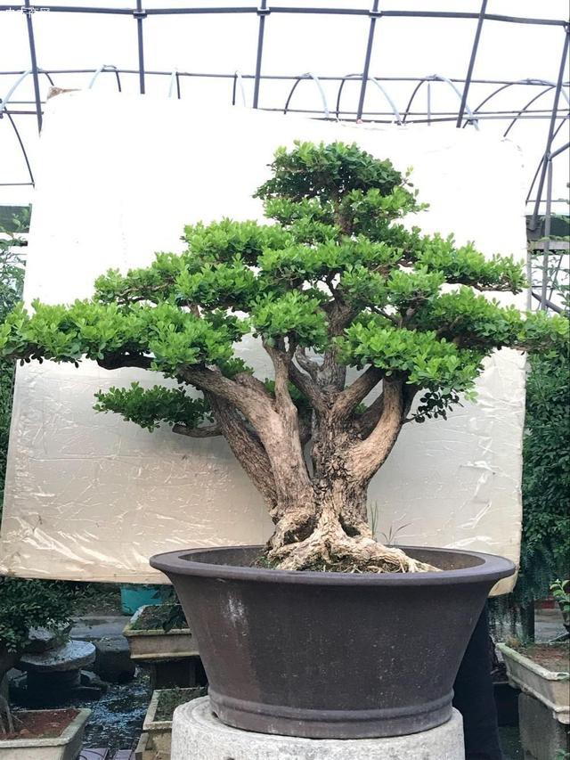 這2種樹“鎮宅”真不錯，養成盆景更值錢，寓意好家人都喜歡