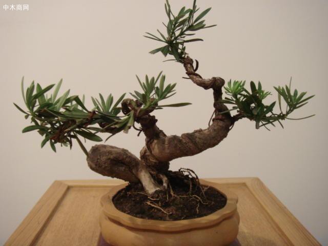 這2種樹“鎮宅”真不錯，養成盆景更值錢，寓意好家人都喜歡
