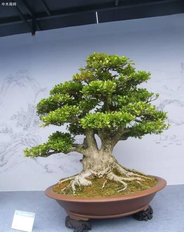 這2種樹“鎮宅”真不錯，養成盆景更值錢，寓意好家人都喜歡