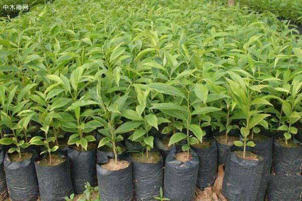 沉香樹(shù)多少錢(qián)一棵？有何用途價(jià)值？沉香樹(shù)種植前景分析