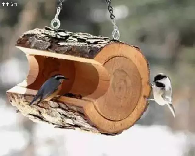 養一只鳥