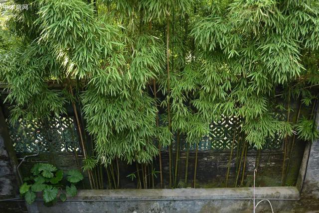中國園林就是一幅美麗的中國畫