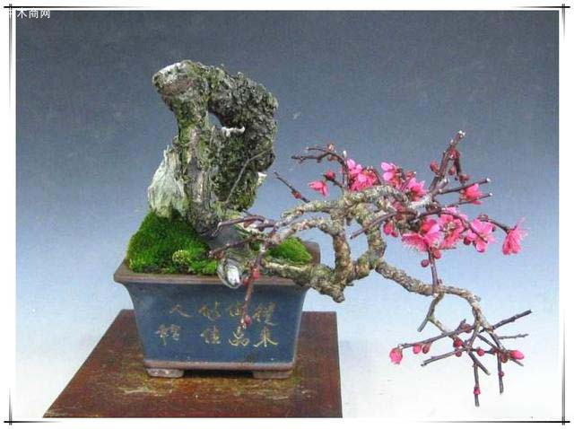 請(qǐng)問(wèn)盆景梅花怎么看樹(shù)齡？如何養(yǎng)護(hù)？