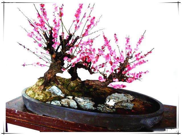梅花的枝干越多，說(shuō)明此梅花的樹(shù)齡就會(huì)越大