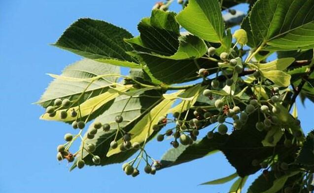 德國(guó)原裝進(jìn)口木蠟油是用于木材涂飾的天然生物基涂料