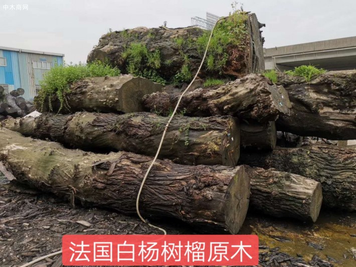 法國白楊樹榴原木大板