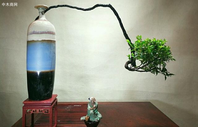 脫盆洗根，所謂的洗根就是把根系清洗干凈