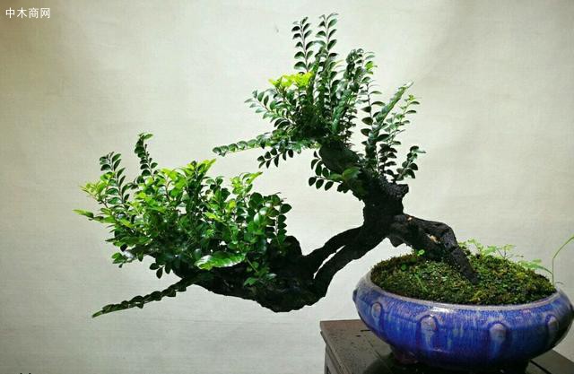 老樁黑檀盆景 ，要想進行洗根外科手術
