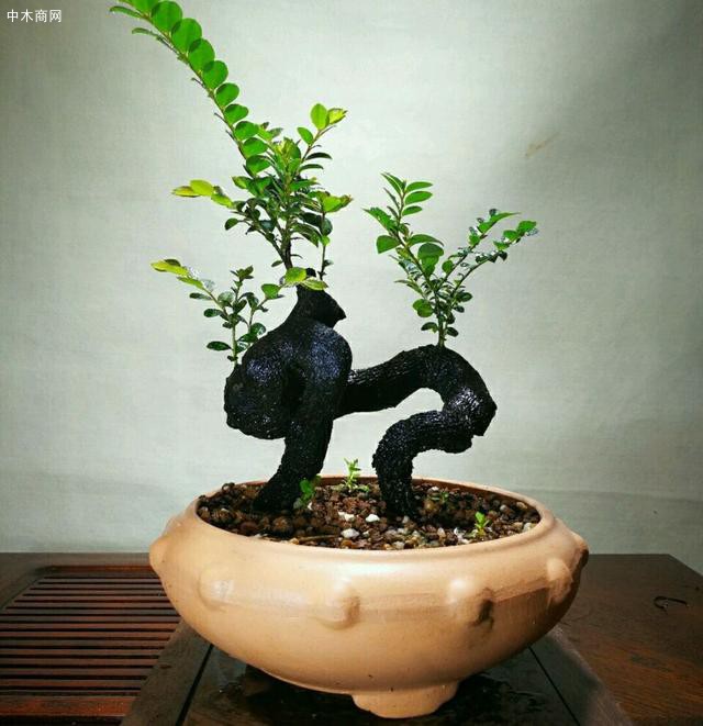 用一個大盆裝水，混入殺菌劑，然后浸泡根系消毒處理
