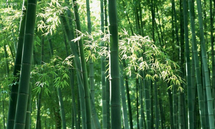 優質毛竹批發