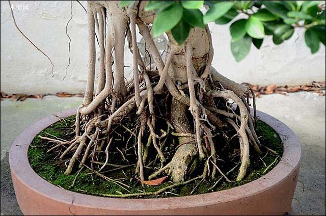 栽培盆景植物，根系發(fā)達(dá)或者瘦弱